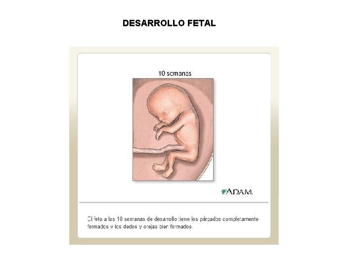 DESARROLLO FETAL 