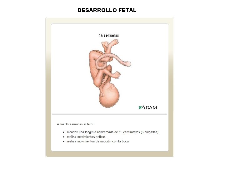 DESARROLLO FETAL 