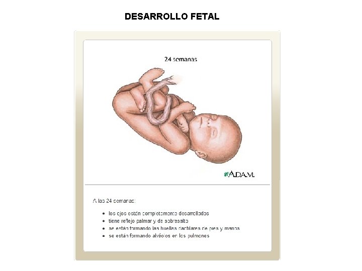 DESARROLLO FETAL 