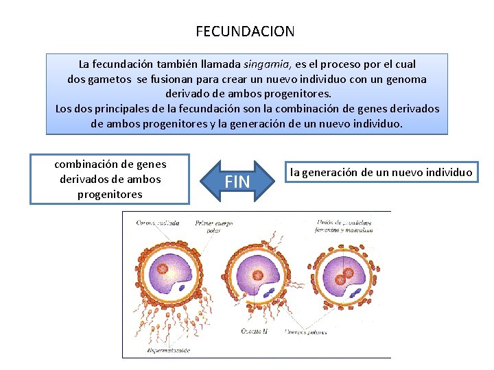 FECUNDACION La fecundación también llamada singamia, es el proceso por el cual dos gametos