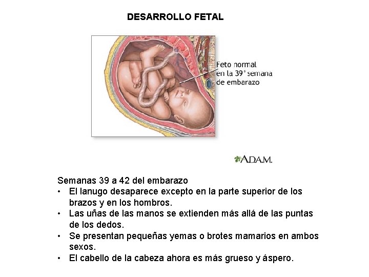 DESARROLLO FETAL Semanas 39 a 42 del embarazo • El lanugo desaparece excepto en