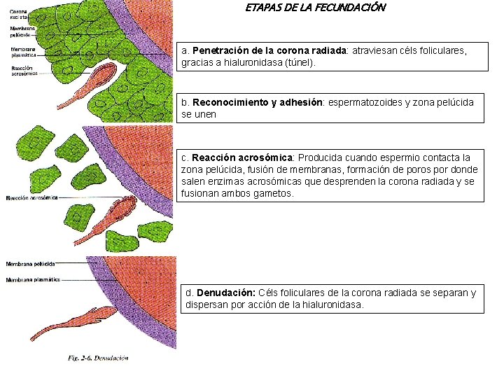 ETAPAS DE LA FECUNDACIÓN a. Penetración de la corona radiada: atraviesan céls foliculares, gracias