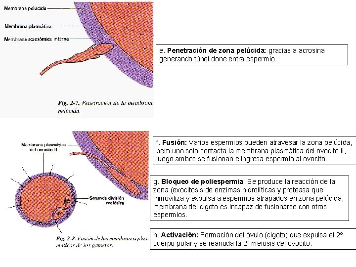 e. Penetración de zona pelúcida: gracias a acrosina generando túnel done entra espermio. f.