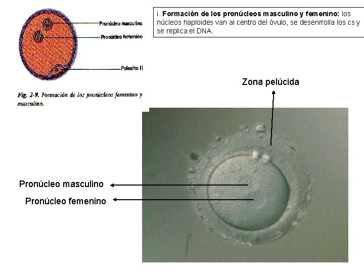 i. Formación de los pronúcleos masculino y femenino: los núcleos haploides van al centro