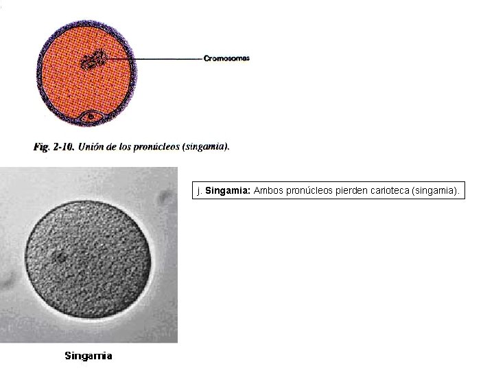 j. Singamia: Ambos pronúcleos pierden carioteca (singamia). 