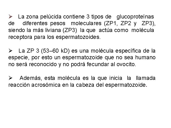 Ø La zona pelúcida contiene 3 tipos de glucoproteínas de diferentes pesos moleculares (ZP