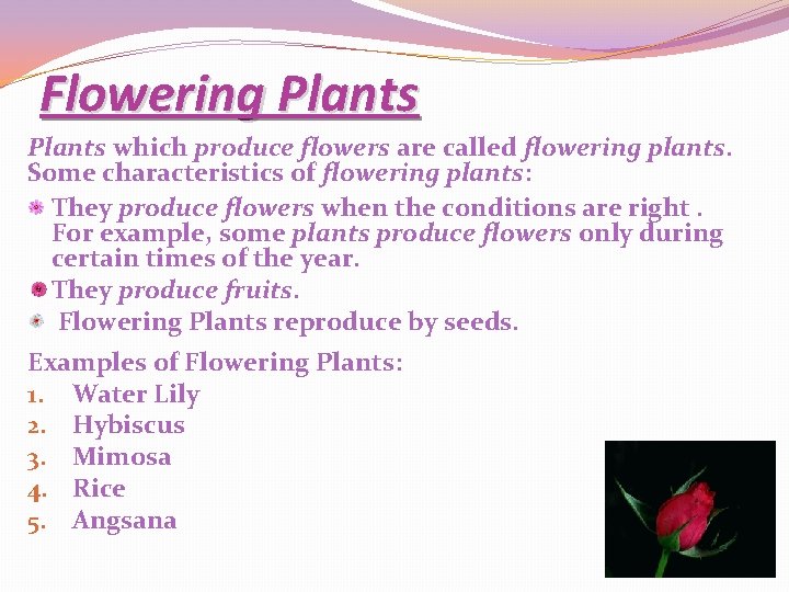 Flowering Plants which produce flowers are called flowering plants. Some characteristics of flowering plants: