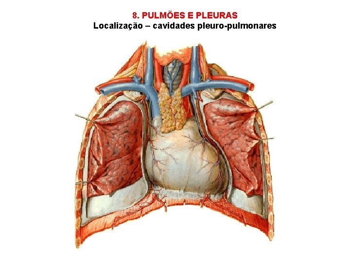 8. PULMÕES E PLEURAS Localização – cavidades pleuro-pulmonares 