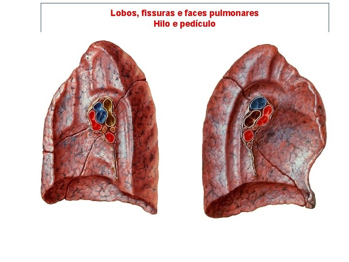 Lobos, fissuras e faces pulmonares Hilo e pedículo 