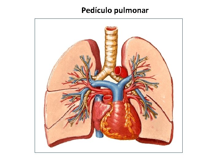 Pedículo pulmonar 