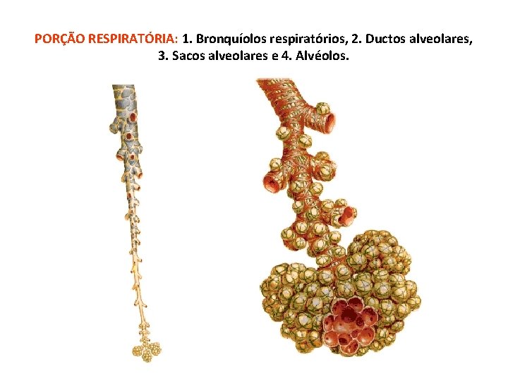 PORÇÃO RESPIRATÓRIA: 1. Bronquíolos respiratórios, 2. Ductos alveolares, 3. Sacos alveolares e 4. Alvéolos.