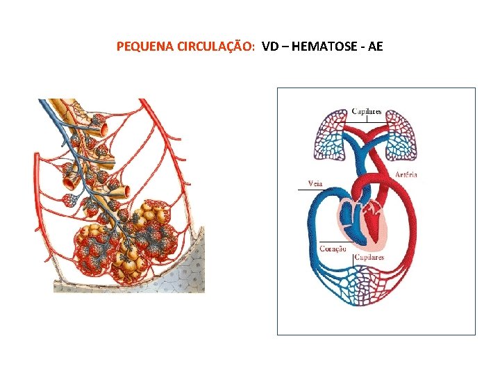 PEQUENA CIRCULAÇÃO: VD – HEMATOSE - AE 