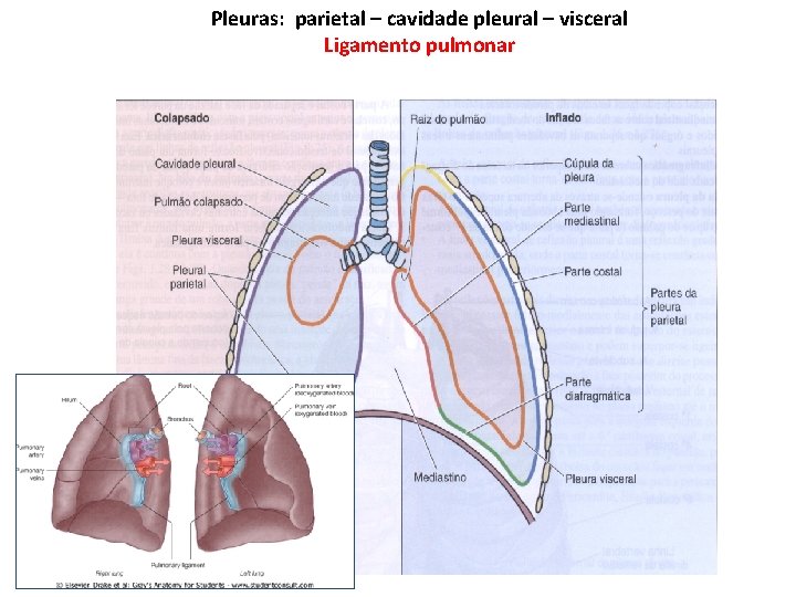 Pleuras: parietal – cavidade pleural – visceral Ligamento pulmonar 