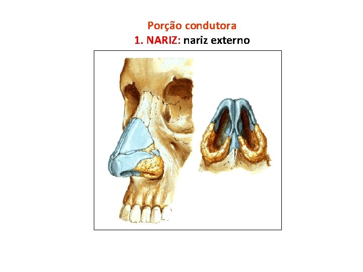 Porção condutora 1. NARIZ: nariz externo 
