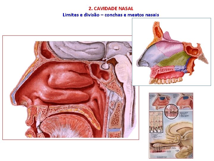 2. CAVIDADE NASAL Limites e divisão – conchas e meatos nasais 