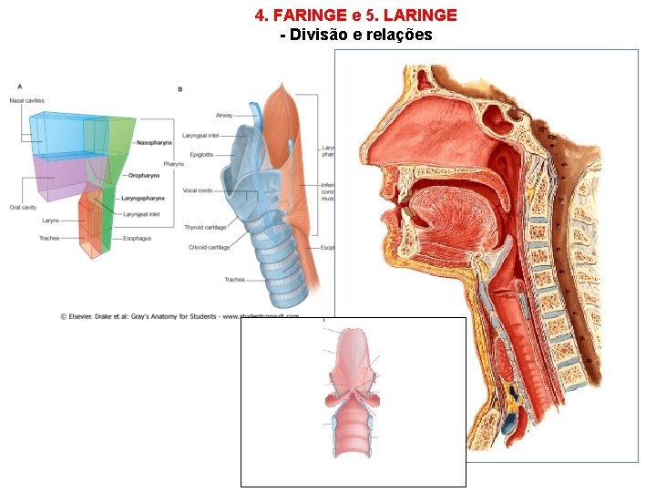 4. FARINGE e 5. LARINGE - Divisão e relações 