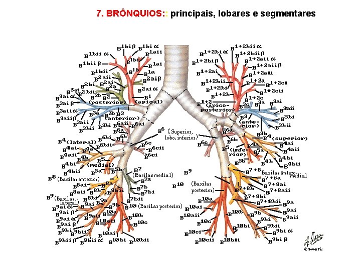 7. BRÔNQUIOS: : principais, lobares e segmentares 