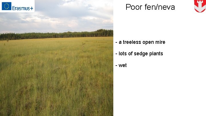 Poor fen/neva - a treeless open mire - lots of sedge plants - wet