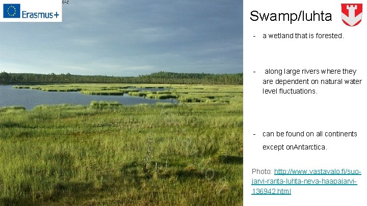 Swamp/luhta - a wetland that is forested. - along large rivers where they are