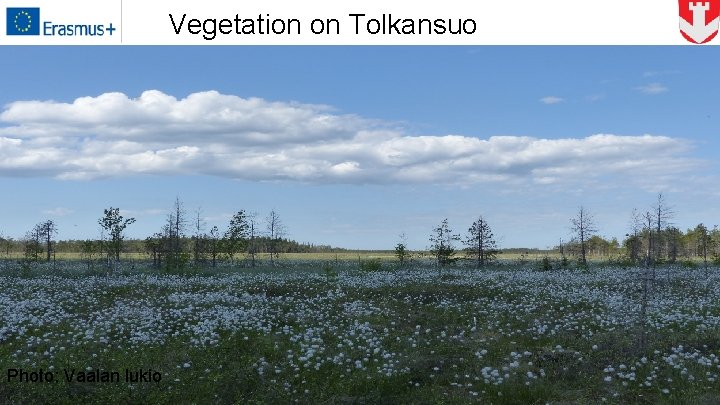 Vegetation on Tolkansuo Photo: Vaalan lukio 