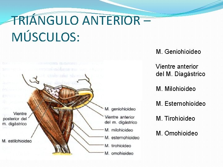 TRIÁNGULO ANTERIOR – MÚSCULOS: M. Geniohioideo Vientre anterior del M. Diagástrico M. Milohioideo M.