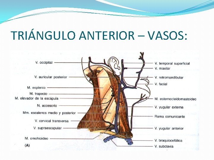 TRIÁNGULO ANTERIOR – VASOS: 