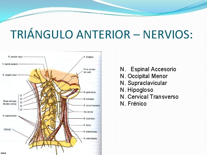 TRIÁNGULO ANTERIOR – NERVIOS: N. Espinal Accesorio N. Occipital Menor N. Supraclavicular N. Hipogloso