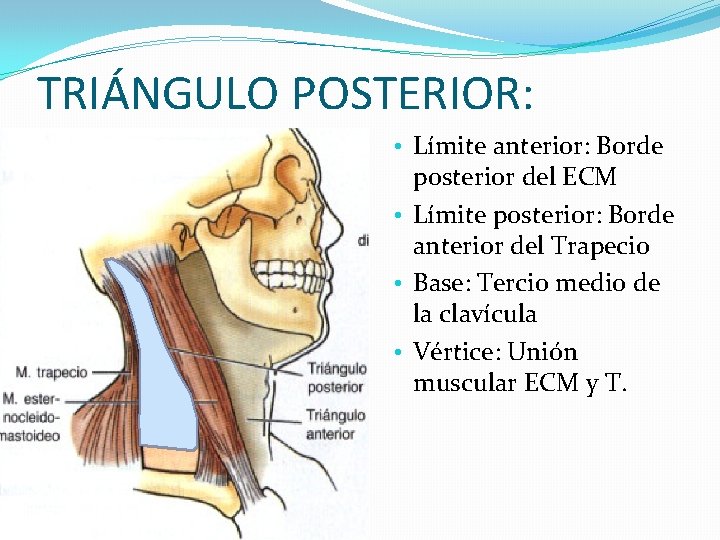 TRIÁNGULO POSTERIOR: • Límite anterior: Borde posterior del ECM • Límite posterior: Borde anterior TRIÁNGULO POSTERIOR: • Límite anterior: Borde posterior del ECM • Límite posterior: Borde anterior