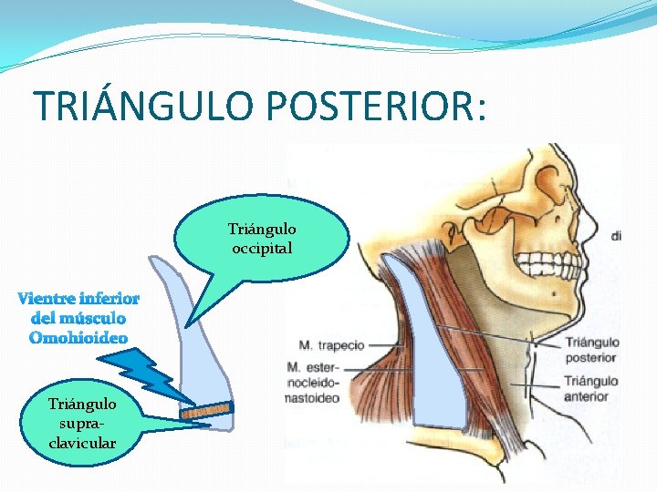 TRIÁNGULO POSTERIOR: Triángulo occipital Vientre inferior del músculo Omohioideo Triángulo supraclavicular 