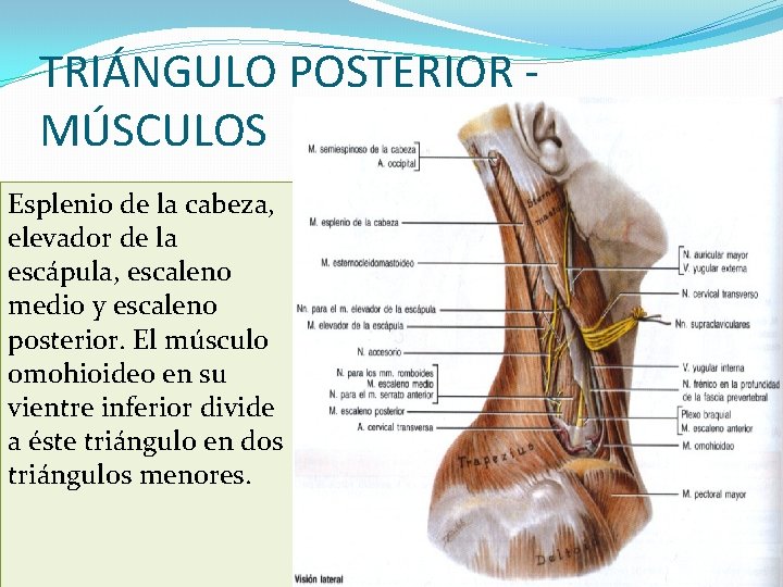 TRIÁNGULO POSTERIOR MÚSCULOS Esplenio de la cabeza, elevador de la escápula, escaleno medio y