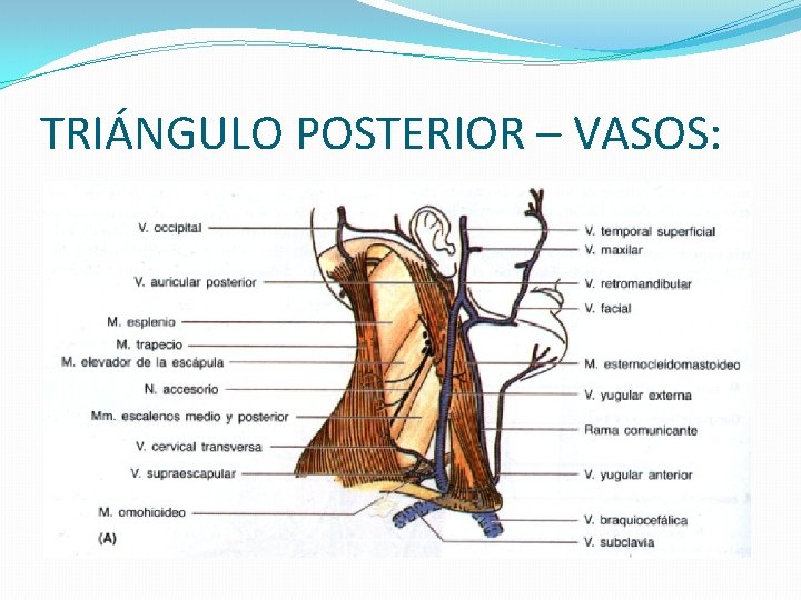 TRIÁNGULO POSTERIOR – VASOS: 