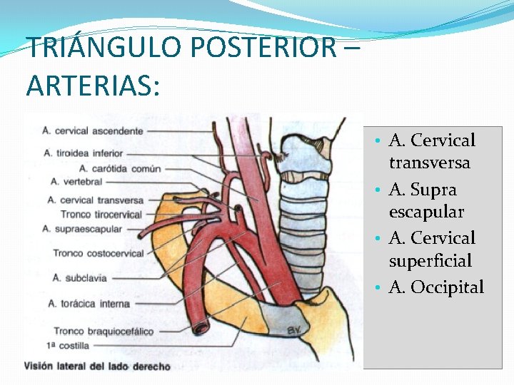 TRIÁNGULO POSTERIOR – ARTERIAS: • A. Cervical transversa • A. Supra escapular • A. TRIÁNGULO POSTERIOR – ARTERIAS: • A. Cervical transversa • A. Supra escapular • A.