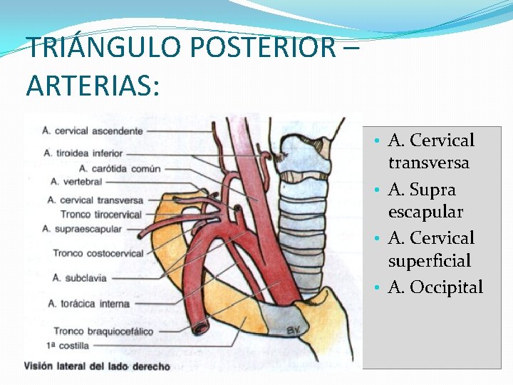 TRIÁNGULO POSTERIOR – ARTERIAS: • A. Cervical transversa • A. Supra escapular • A.