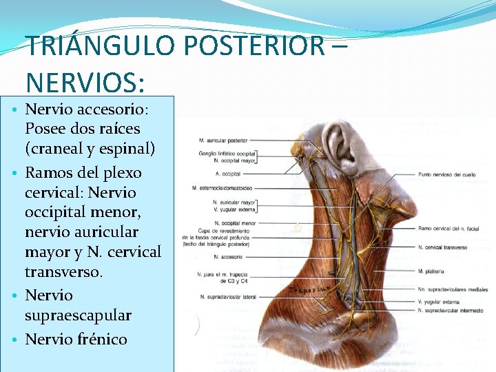 TRIÁNGULO POSTERIOR – NERVIOS: • Nervio accesorio: Posee dos raíces (craneal y espinal) • TRIÁNGULO POSTERIOR – NERVIOS: • Nervio accesorio: Posee dos raíces (craneal y espinal) •