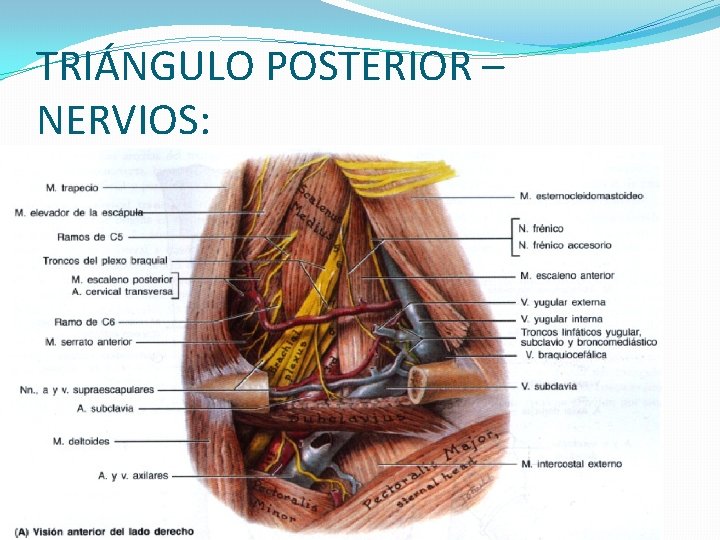 TRIÁNGULO POSTERIOR – NERVIOS: 