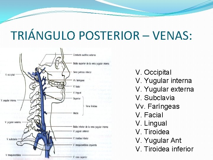 TRIÁNGULO POSTERIOR – VENAS: V. Occipital V. Yugular interna V. Yugular externa V. Subclavia TRIÁNGULO POSTERIOR – VENAS: V. Occipital V. Yugular interna V. Yugular externa V. Subclavia