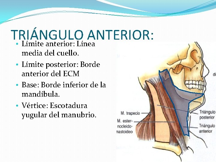 TRIÁNGULO ANTERIOR: • Límite anterior: Línea media del cuello. • Límite posterior: Borde anterior TRIÁNGULO ANTERIOR: • Límite anterior: Línea media del cuello. • Límite posterior: Borde anterior