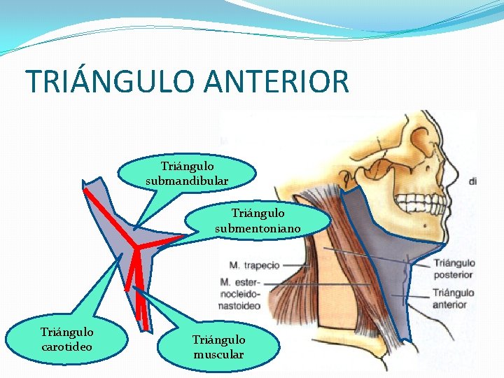 TRIÁNGULO ANTERIOR Triángulo submandibular Triángulo submentoniano Triángulo carotideo Triángulo muscular TRIÁNGULO ANTERIOR Triángulo submandibular Triángulo submentoniano Triángulo carotideo Triángulo muscular
