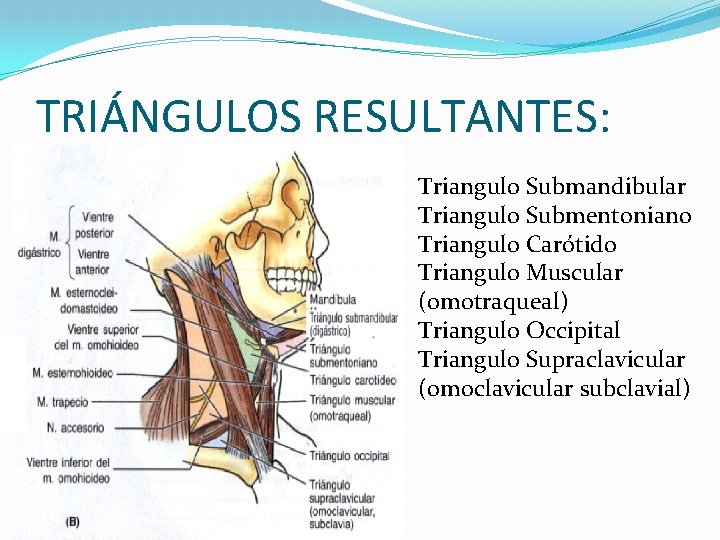 TRIÁNGULOS RESULTANTES: Triangulo Submandibular Triangulo Submentoniano Triangulo Carótido Triangulo Muscular (omotraqueal) Triangulo Occipital Triangulo