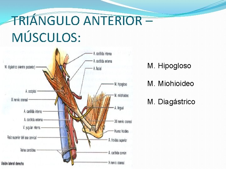 TRIÁNGULO ANTERIOR – MÚSCULOS: M. Hipogloso M. Miohioideo M. Diagástrico TRIÁNGULO ANTERIOR – MÚSCULOS: M. Hipogloso M. Miohioideo M. Diagástrico