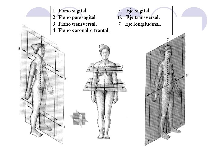 1 2 3 4 Plano sagital. Plano parasagital Plano transversal. Plano coronal o frontal.