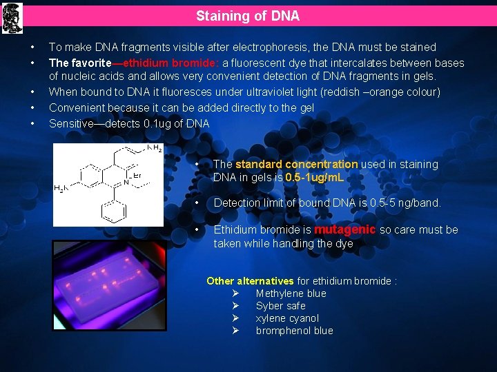Staining of DNA • • • To make DNA fragments visible after electrophoresis, the Staining of DNA • • • To make DNA fragments visible after electrophoresis, the