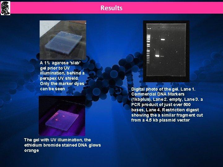 Results A 1% agarose 'slab' gel prior to UV illumination, behind a perspex UV Results A 1% agarose 'slab' gel prior to UV illumination, behind a perspex UV