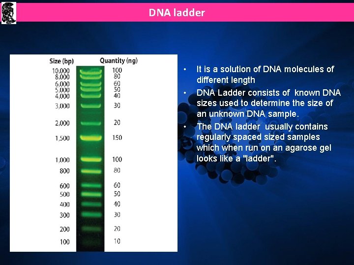 DNA ladder • • • It is a solution of DNA molecules of different DNA ladder • • • It is a solution of DNA molecules of different