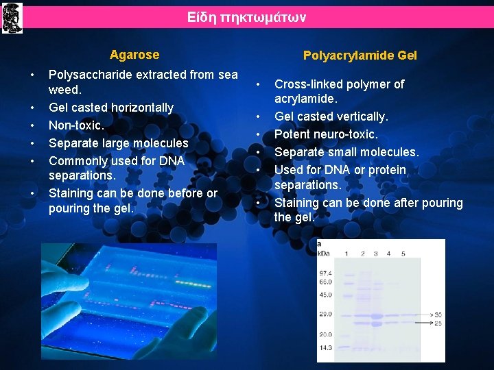 Είδη πηκτωμάτων Agarose • • • Polysaccharide extracted from sea weed. Gel casted horizontally Είδη πηκτωμάτων Agarose • • • Polysaccharide extracted from sea weed. Gel casted horizontally