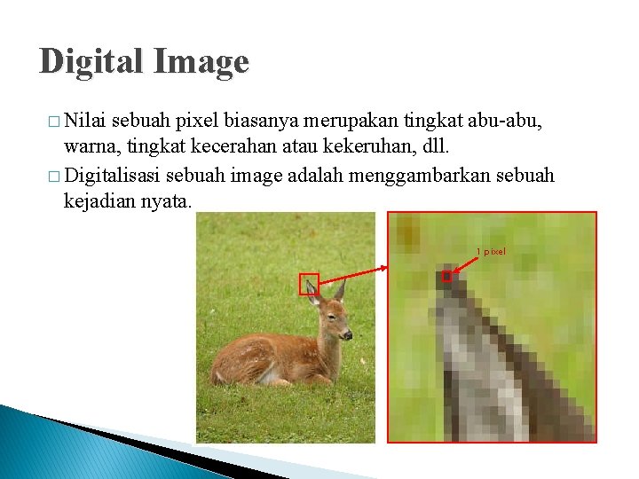 Digital Image � Nilai sebuah pixel biasanya merupakan tingkat abu-abu, warna, tingkat kecerahan atau Digital Image � Nilai sebuah pixel biasanya merupakan tingkat abu-abu, warna, tingkat kecerahan atau