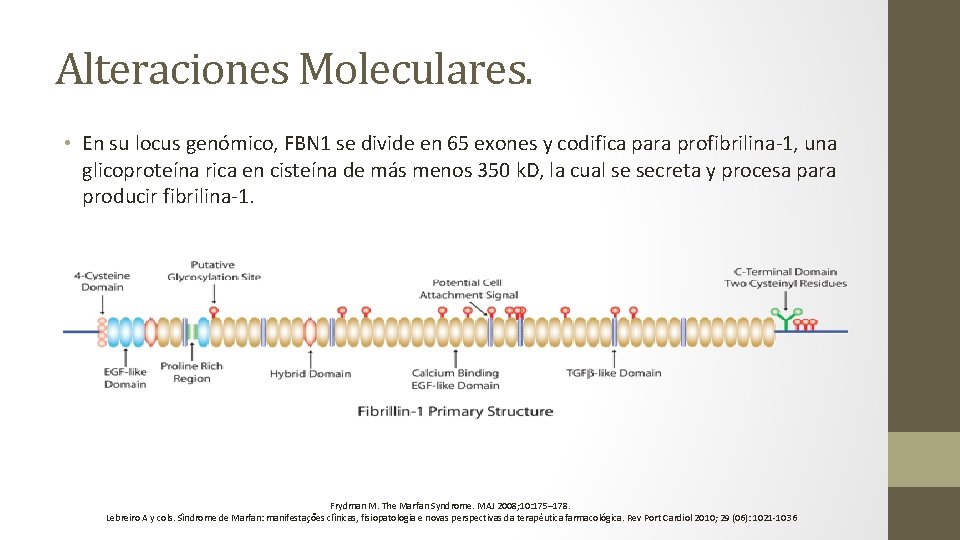 Alteraciones Moleculares. • En su locus genómico, FBN 1 se divide en 65 exones