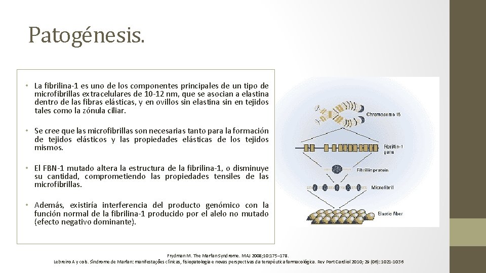 Patogénesis. • La fibrilina-1 es uno de los componentes principales de un tipo de