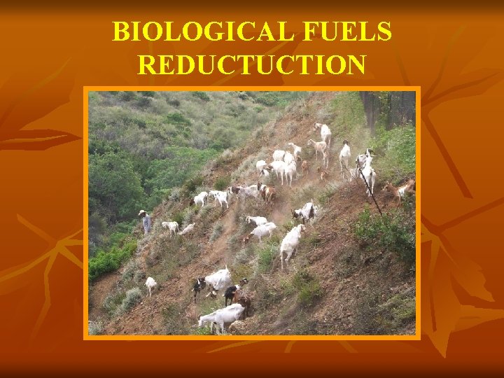 BIOLOGICAL FUELS REDUCTUCTION 