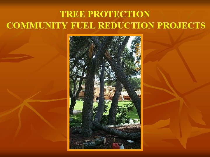 TREE PROTECTION COMMUNITY FUEL REDUCTION PROJECTS 